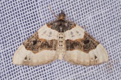 <i>Cosmorhoe ocellata</i>