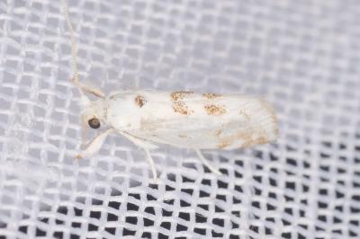 <i>Niphonympha dealbatella</i>