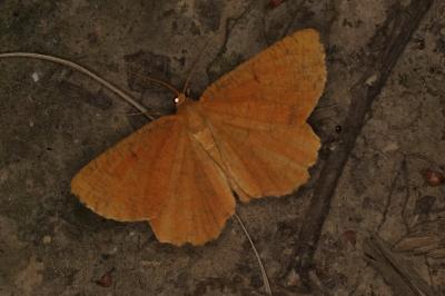 <i>Angerona prunaria</i>
