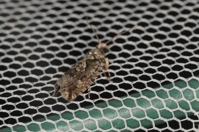 <i>Zeiraphera isertana</i>