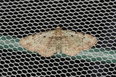 <i>Pasiphila rectangulata</i>