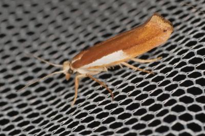 <i>Ypsolopha parenthesella</i>