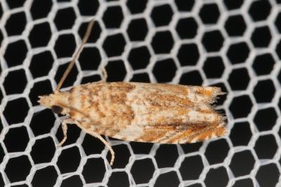 <i>Epinotia abbreviana</i>