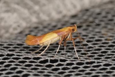 <i>Caloptilia alchimiella/robustella</i>