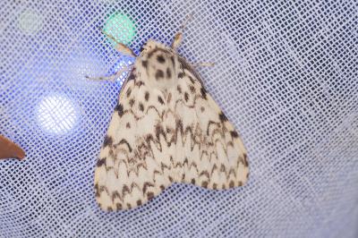 <i>Lymantria monacha</i>