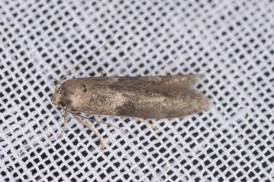 <i>Blastobasis glandulella</i>