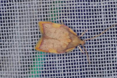 <i>Carcina quercana</i>