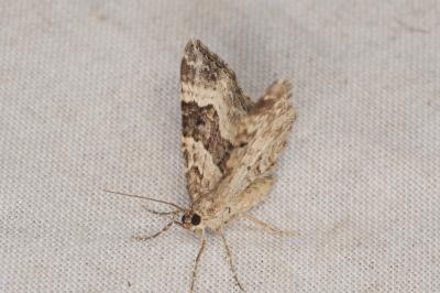 <i>Epirrhoe alternata</i>