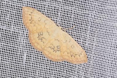 <i>Cyclophora annularia</i>