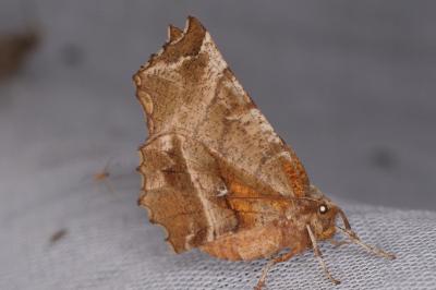 <i>Selenia dentaria</i>