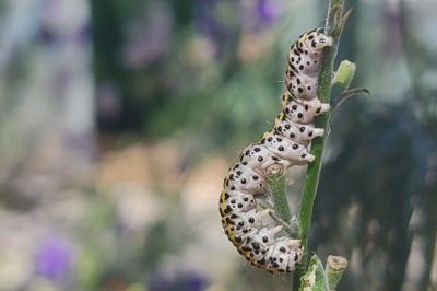 <i>Periphanes delphinii</i>
