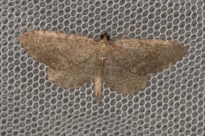 <i>Philereme vetulata</i>