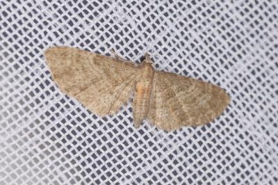 <i>Eupithecia haworthiata</i>