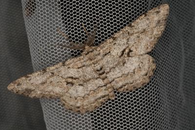 <i>Hypomecis roboraria</i>