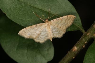 <i>Idaea fuscovenosa</i>