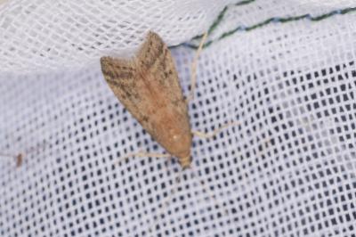 <i>Ephestia elutella/woodiella</i>