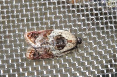 <i>Acleris variegana</i>