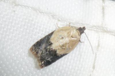<i>Acleris variegana</i>