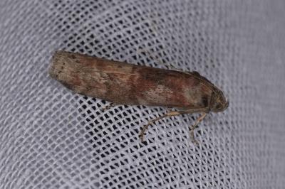 <i>Phycita roborella</i>