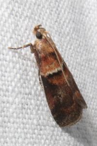 <i>Acrobasis repandana</i>