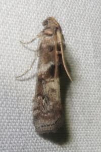 <i>Phycita roborella</i>