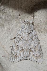 <i>Acronicta aceris</i>