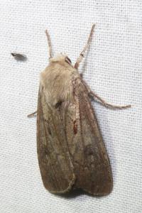 <i>Agrotis exclamationis</i>
