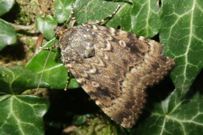 <i>Amphipyra pyramidea</i>
