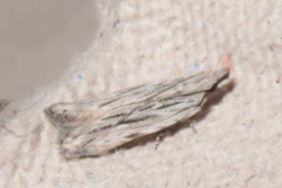 <i>Anarsia innoxiella</i>
