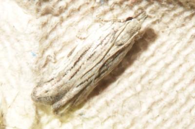 <i>Anarsia innoxiella</i>