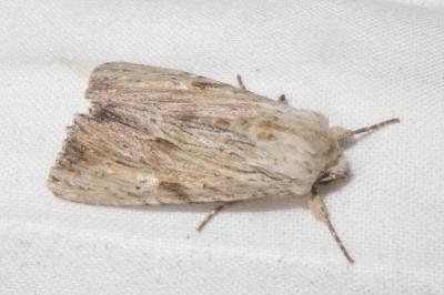 <i>Apamea lithoxylaea</i>