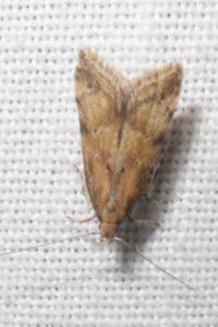 <i>Brachmia blandella</i>