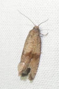 <i>Celypha striana</i>
