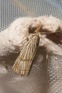 <i>Chrysocrambus linetella</i>