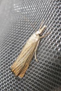 <i>Chrysoteuchia culmella</i>