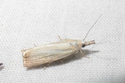 <i>Chrysoteuchia culmella</i>