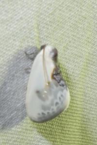 <i>Cilix glaucata</i>