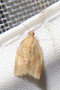<i>Clepsis consimilana</i>