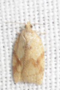 <i>Clepsis consimilana</i>