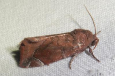 <i>Cosmia pyralina</i>