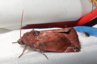 <i>Cosmia pyralina</i>