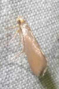 <i>Crassa unitella</i>