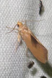 <i>Crassa unitella</i>
