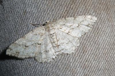 <i>Ectropis crepuscularia</i>
