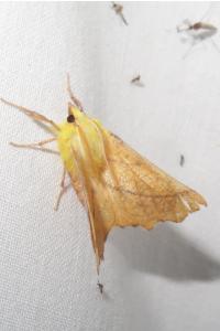 <i>Ennomos alniaria</i>