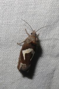 <i>Epiblema foenella</i>
