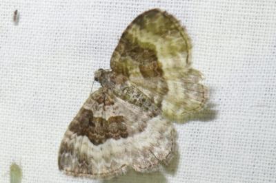<i>Epirrhoe alternata</i>