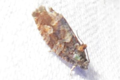 <i>Eudemis profundana</i>