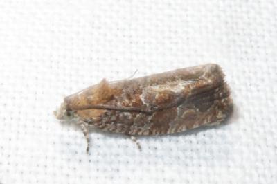 <i>Eudemis profundana</i>