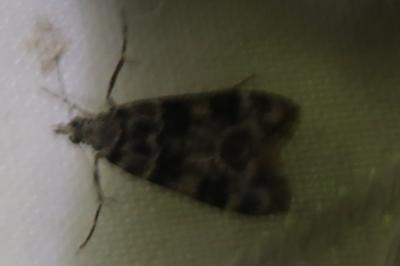 <i>Eudonia delunella</i>